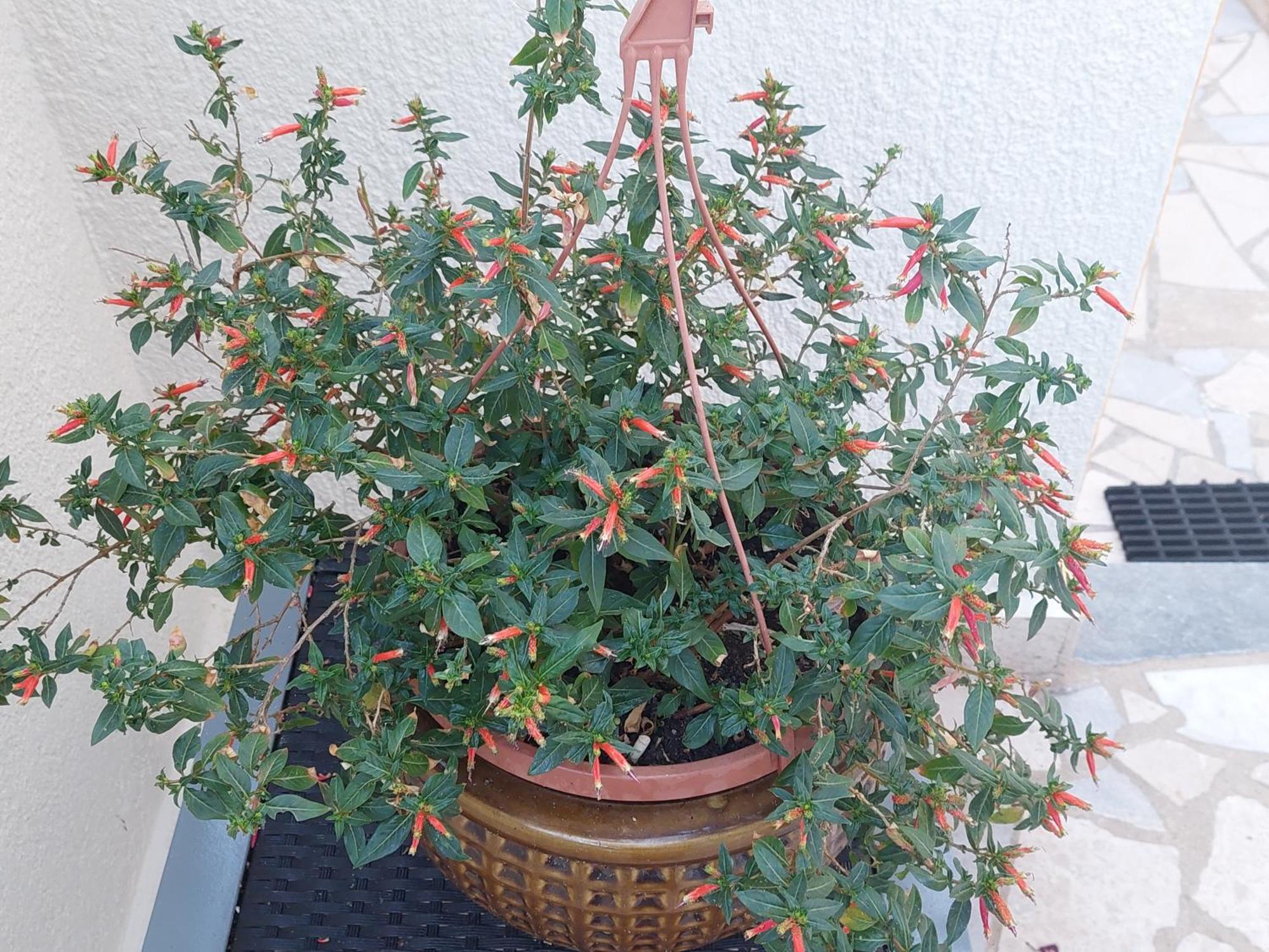 Suncica